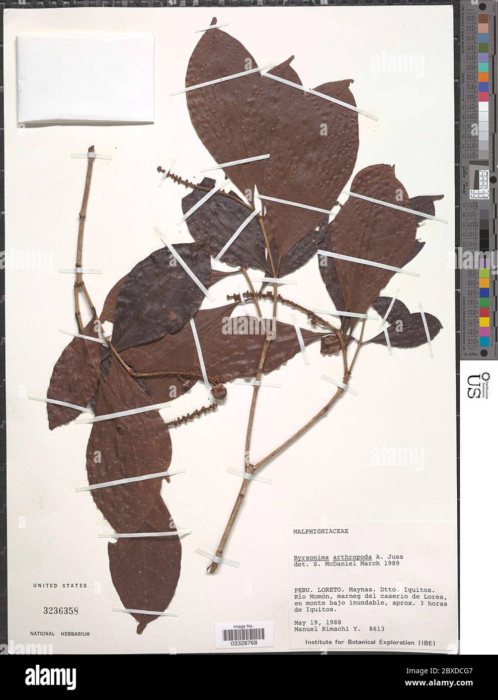 Byrsonima arthropoda A Juss Byrsonima arthropoda A Juss. Stock Photo