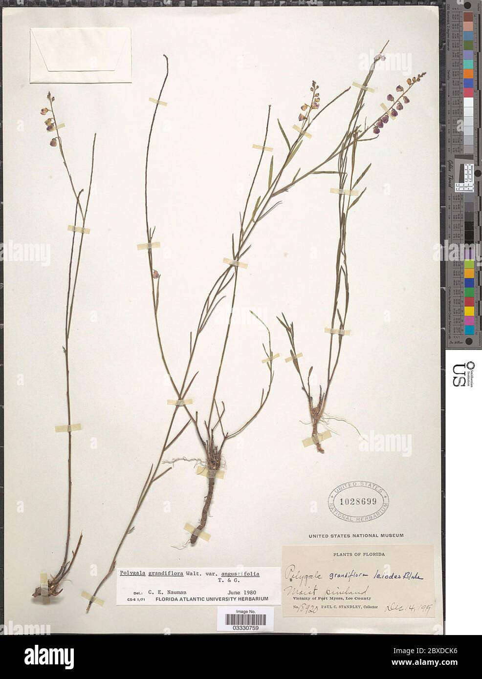 Polygala grandiflora var angustifolia Polygala grandiflora var angustifolia. Stock Photo