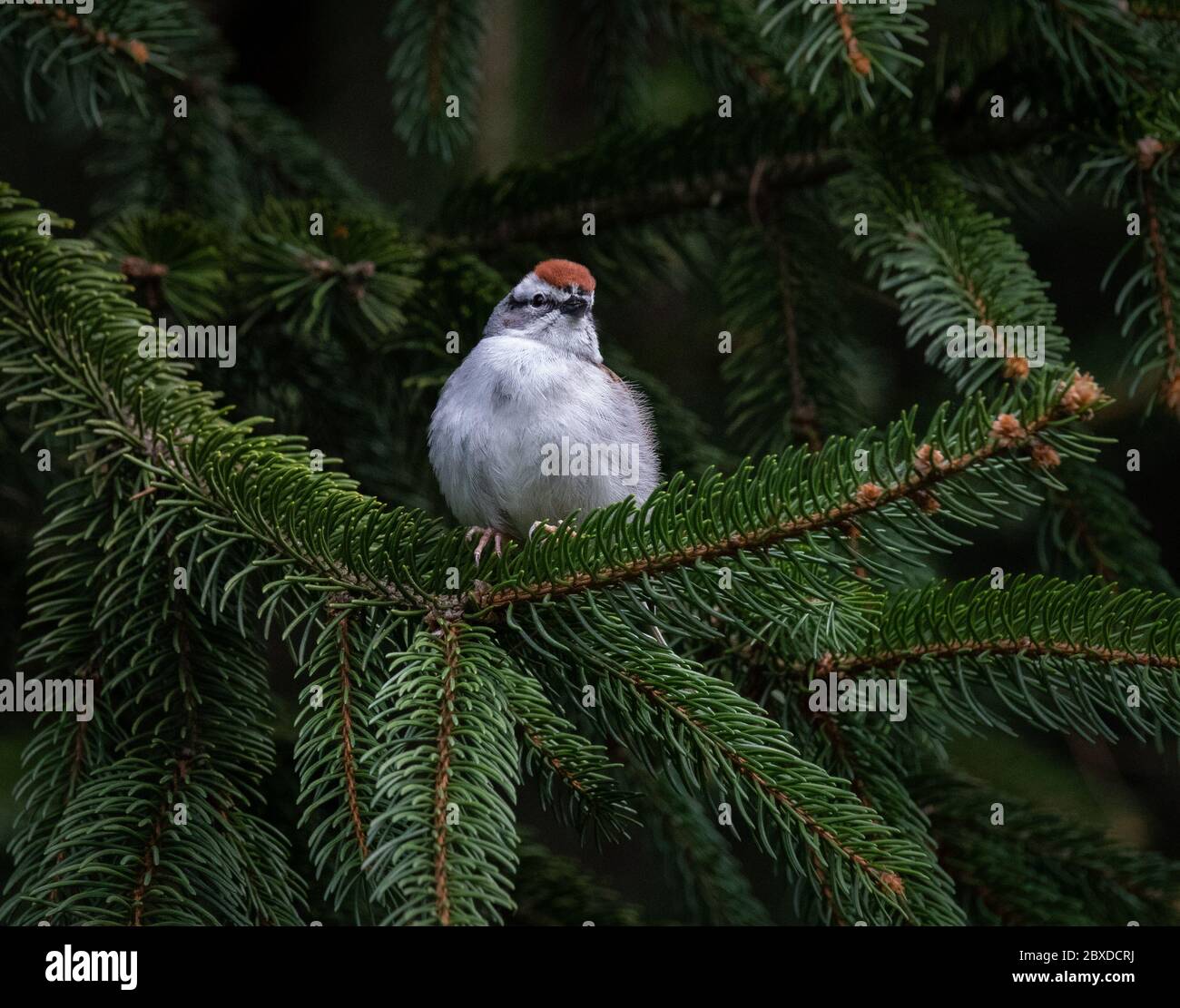A Chipping Sparrow glances down from his pine tree perch in Wyomissing Park Stock Photo