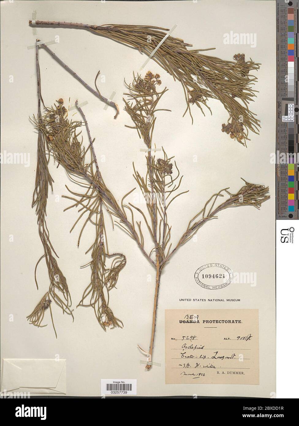 Asclepias sp Asclepias sp Stock Photo Alamy