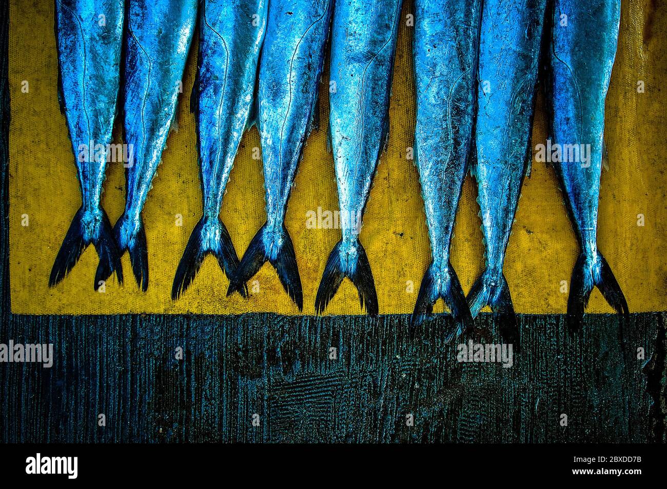 Catch of the day. Snoek fish for sale at the Kalk Bay habour, silver