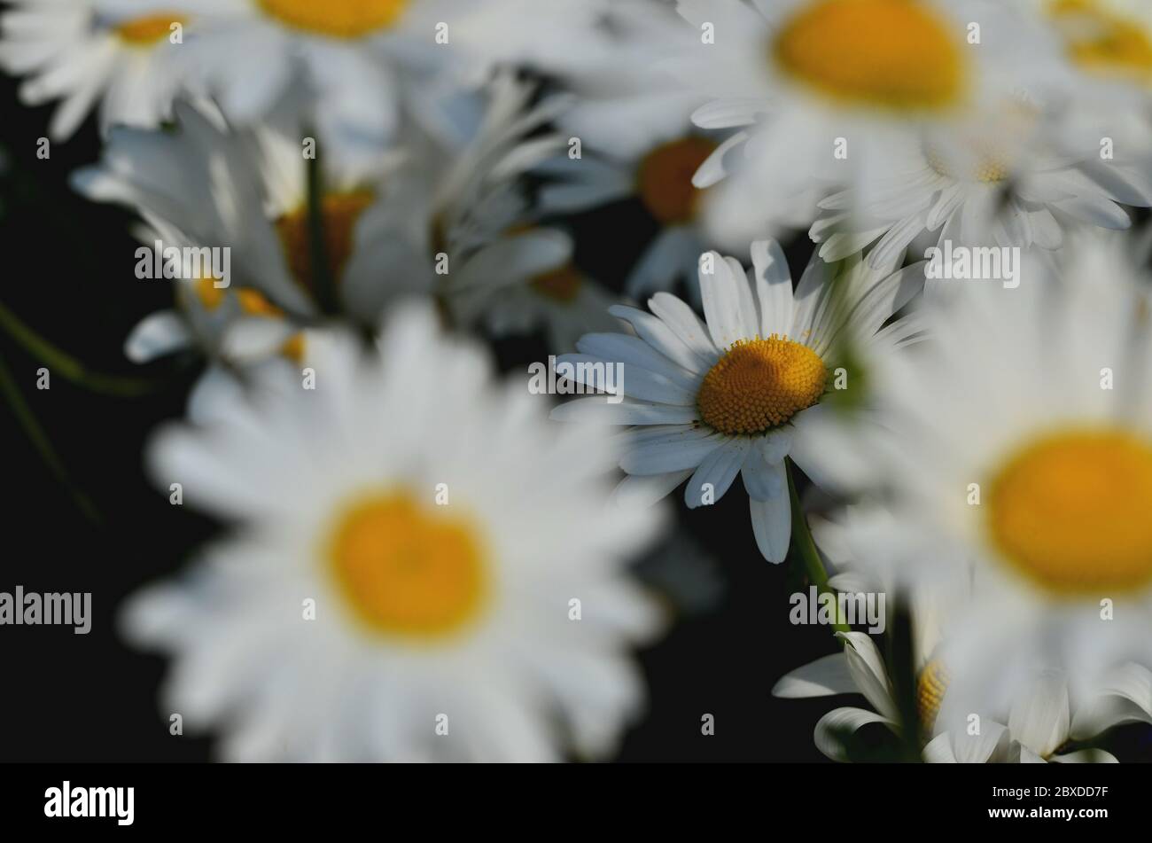 Shasta daisies flowering in the summer sun with their petals open