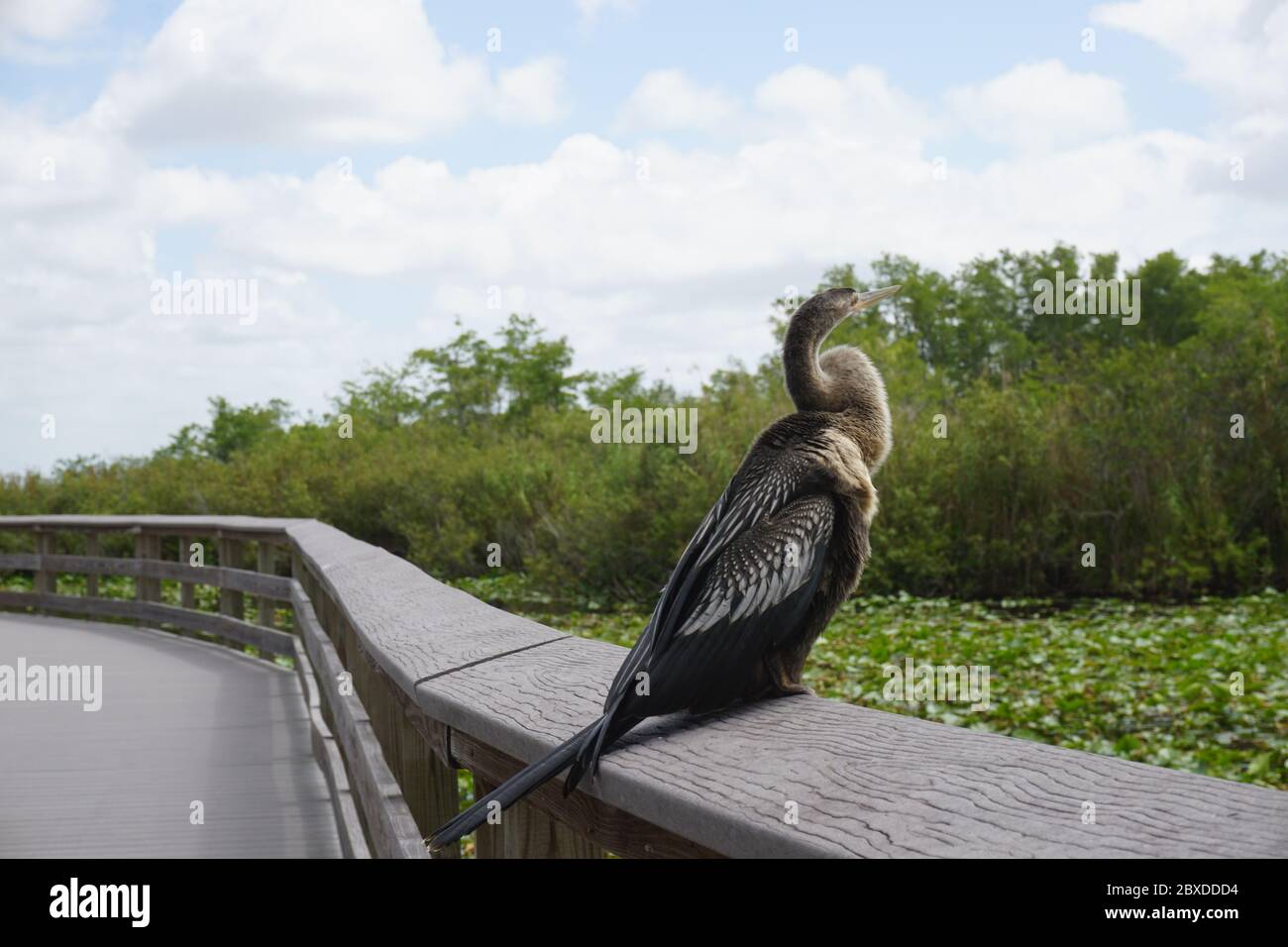 Anhinga Bird sitting on the edge of a boardwalk in the Everglades National Park, Summer 2019. Stock Photograph Stock Photo