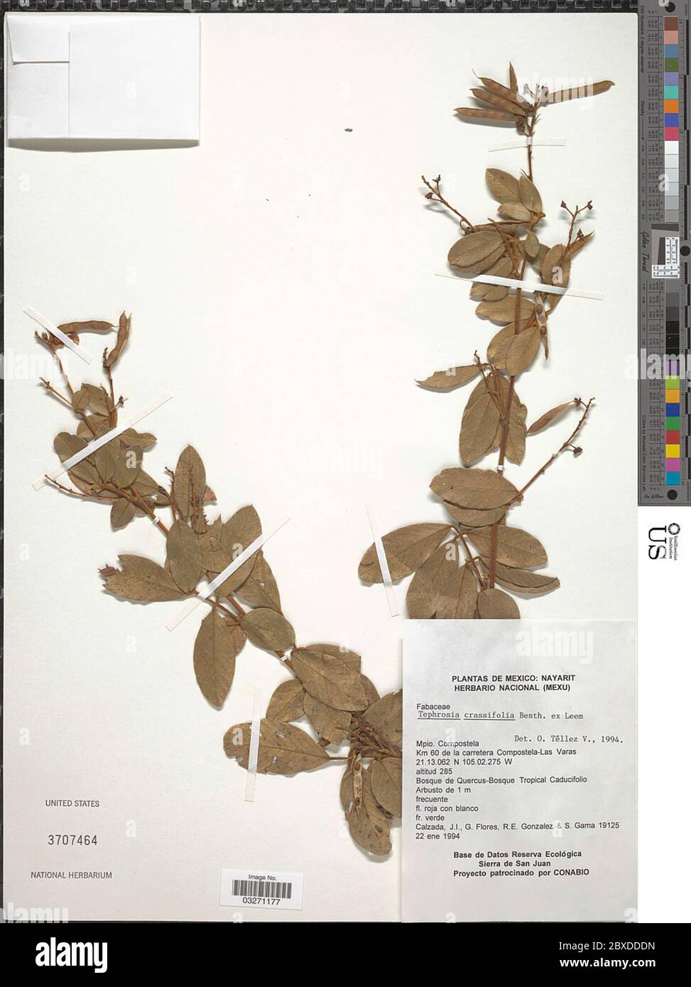 Tephrosia crassifolia Benth Tephrosia crassifolia Benth. Stock Photo