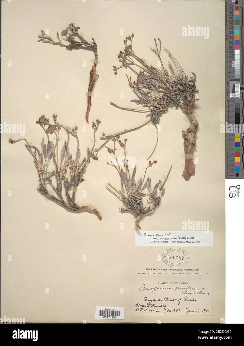 Eriogonum brevicaule var micranthum Nutt Reveal Eriogonum brevicaule var micranthum Nutt Reveal. Stock Photo