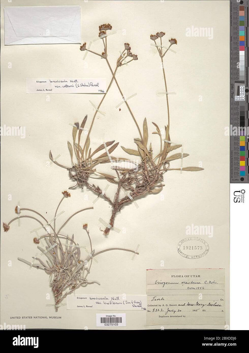 Eriogonum brevicaule var cottmanii S Stokes Reveal Eriogonum brevicaule var cottmanii S Stokes Reveal. Stock Photo