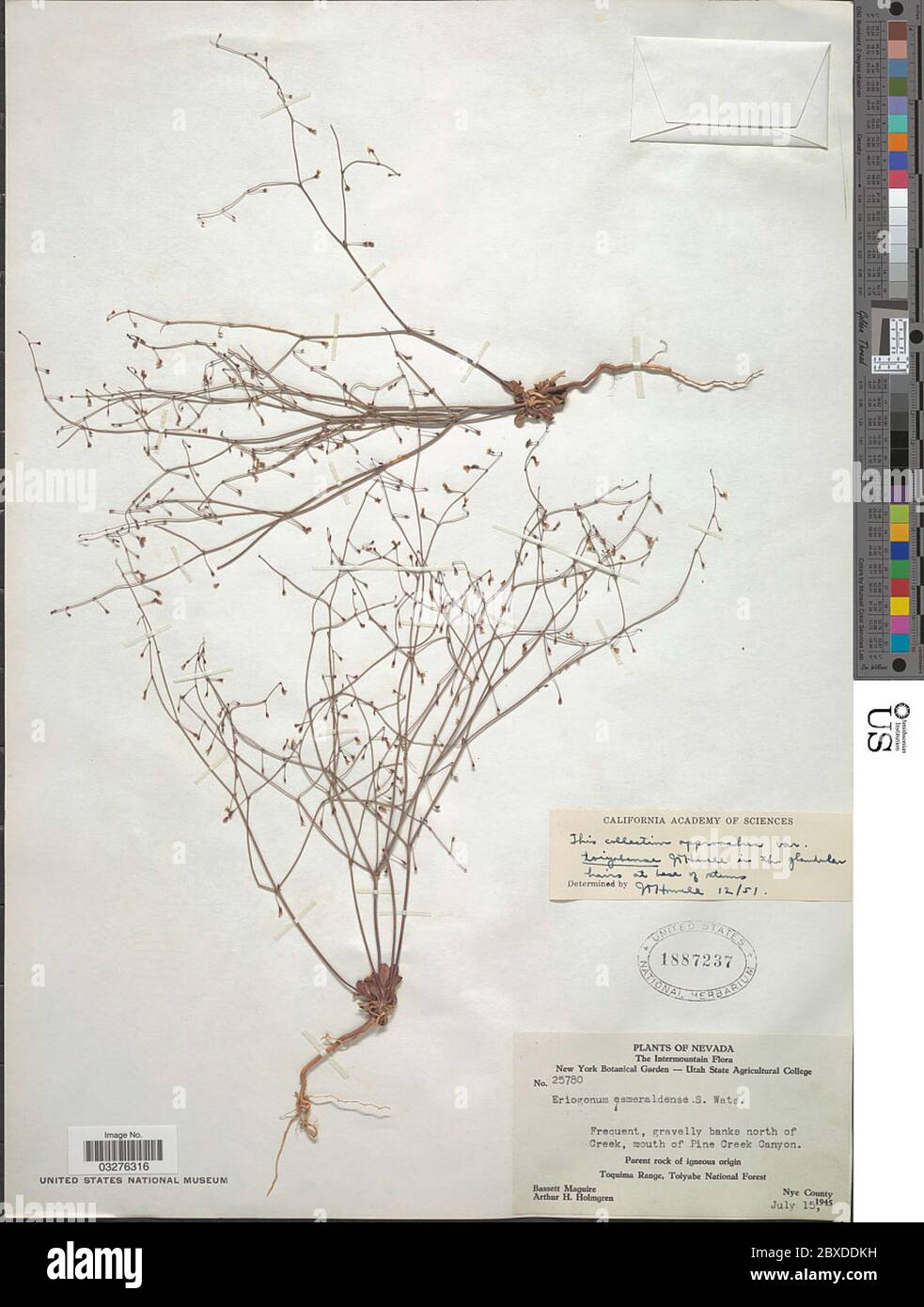 Eriogonum esmeraldense var toiyabense JT Howell Eriogonum esmeraldense var toiyabense JT Howell. Stock Photo