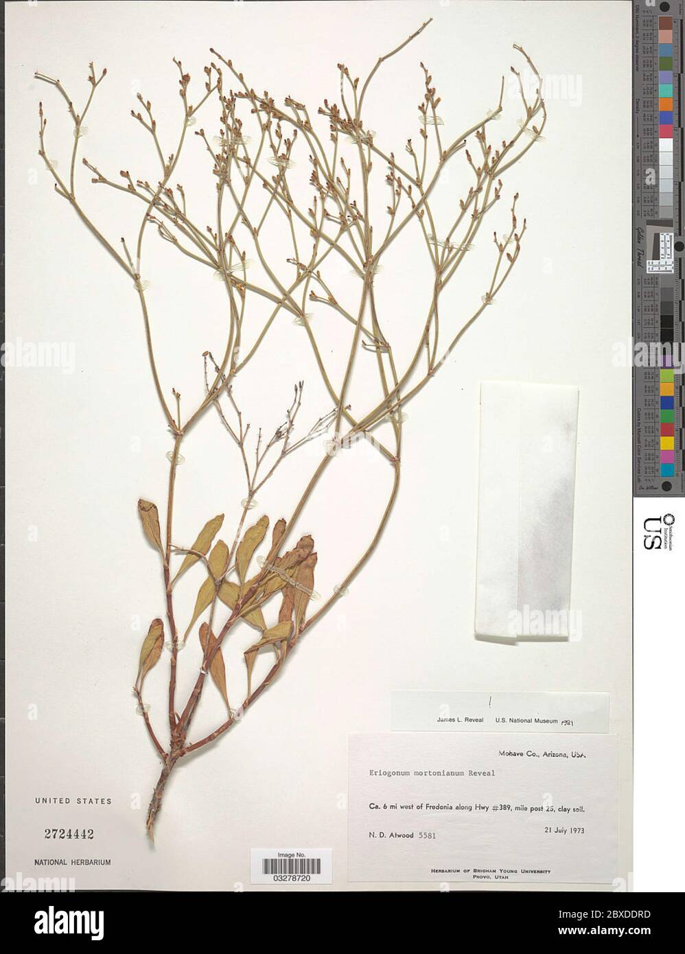 Eriogonum mortonianum Reveal Eriogonum mortonianum Reveal. Stock Photo