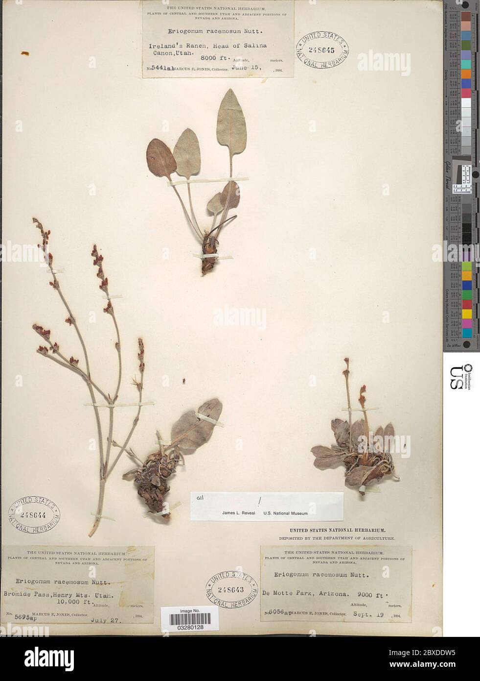 Eriogonum racemosum Nutt Eriogonum racemosum Nutt. Stock Photo