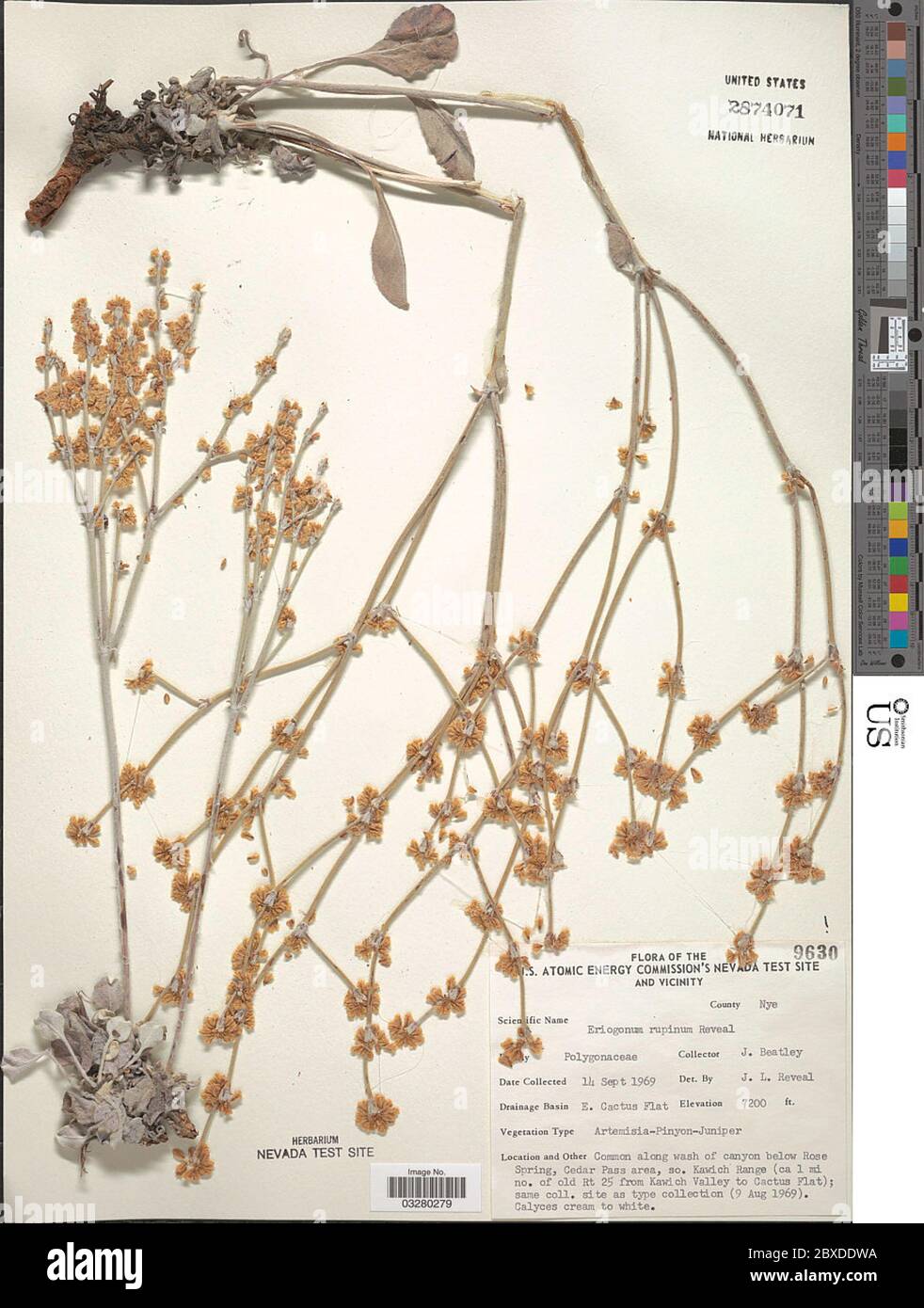 Eriogonum rupinum Reveal Eriogonum rupinum Reveal. Stock Photo