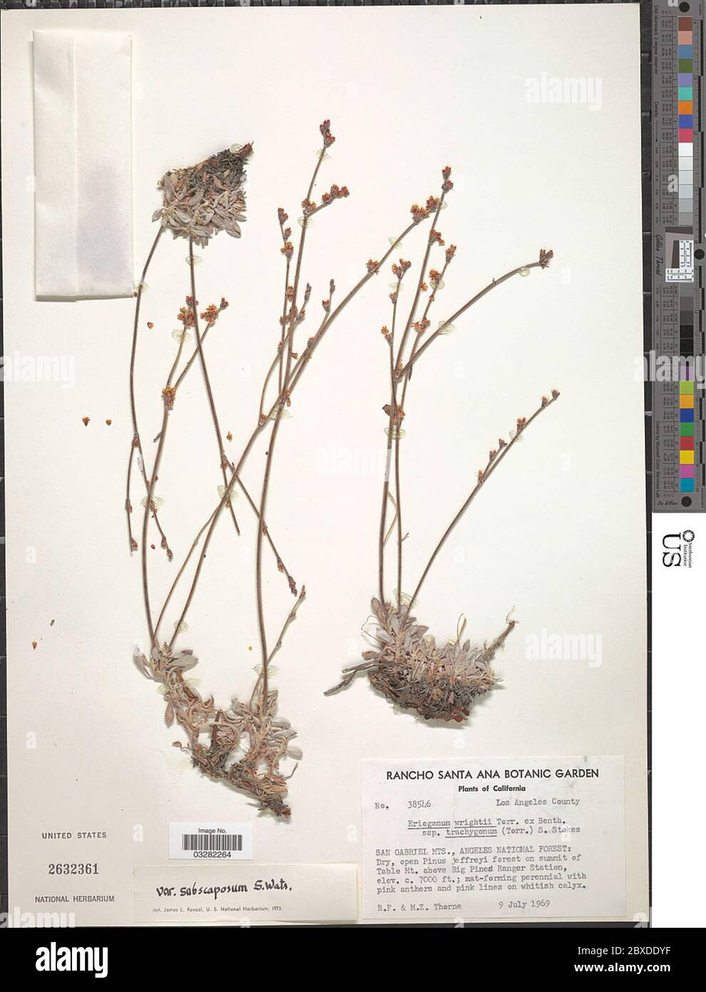 Eriogonum wrightii var subscaposum S Watson Eriogonum wrightii var subscaposum S Watson. Stock Photo