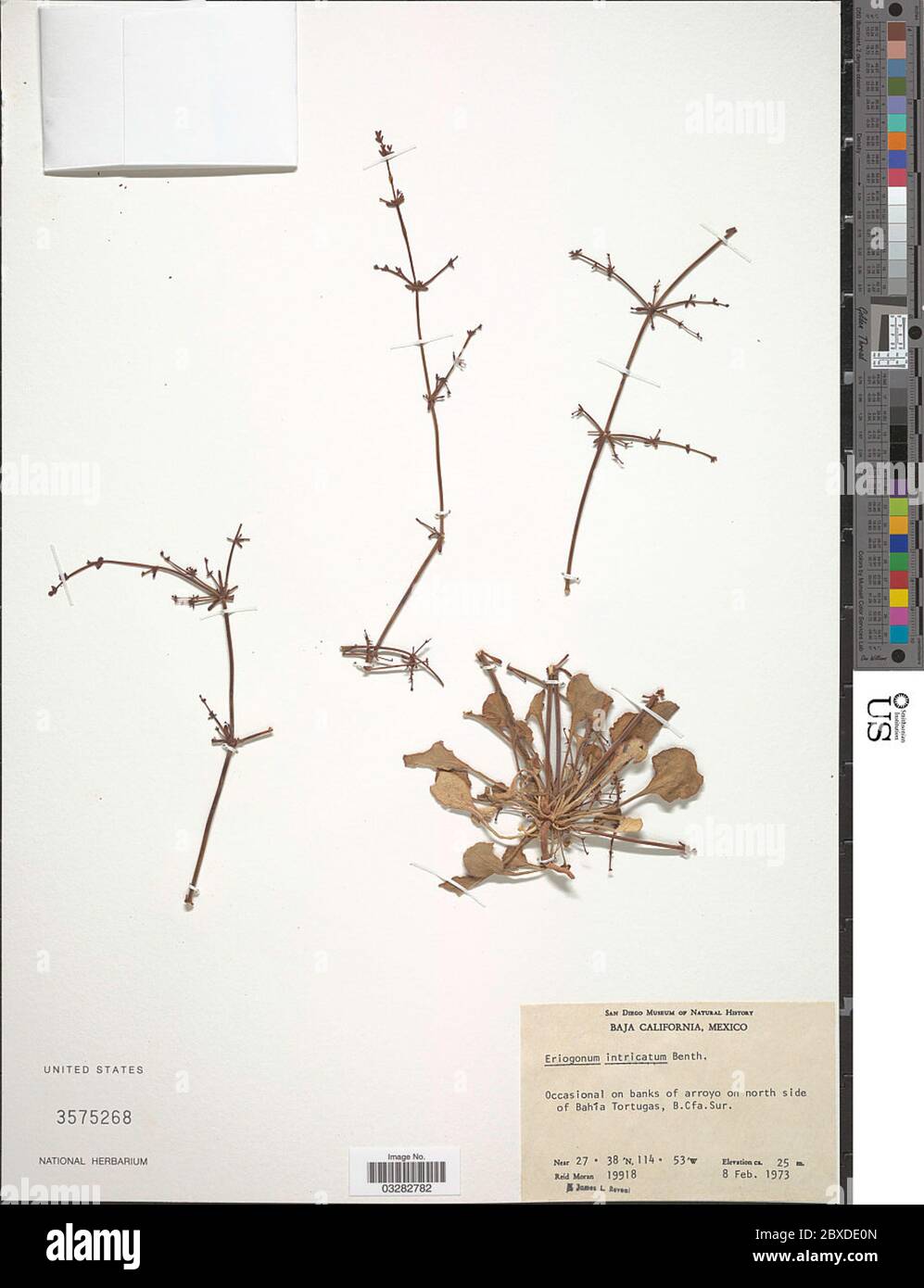 Eriogonum intricatum Benth Eriogonum intricatum Benth. Stock Photo