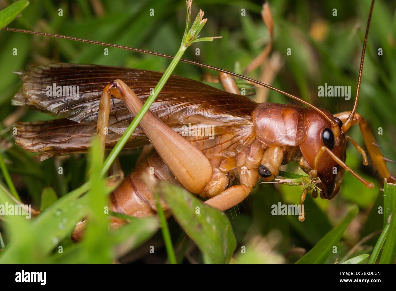 Nature Scene of giant cricket in Sabah, Borneo , Closeup image of