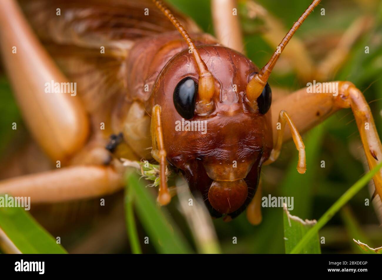 Nature Scene of giant cricket in Sabah, Borneo , Close-up image of Giant Cricket Stock Photo