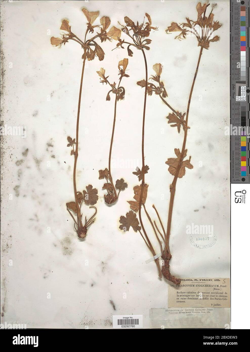 Pelargonium endlicherianum Fenzl Pelargonium endlicherianum Fenzl. Stock Photo