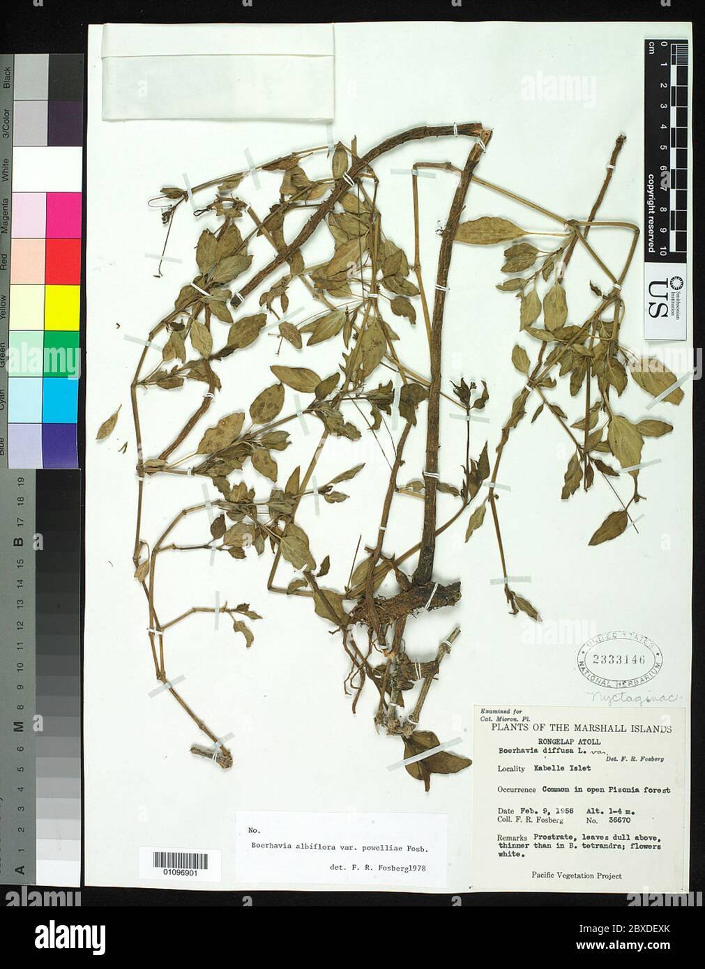 Boerhavia albiflora var powelliae Fosberg Boerhavia albiflora var powelliae Fosberg. Stock Photo