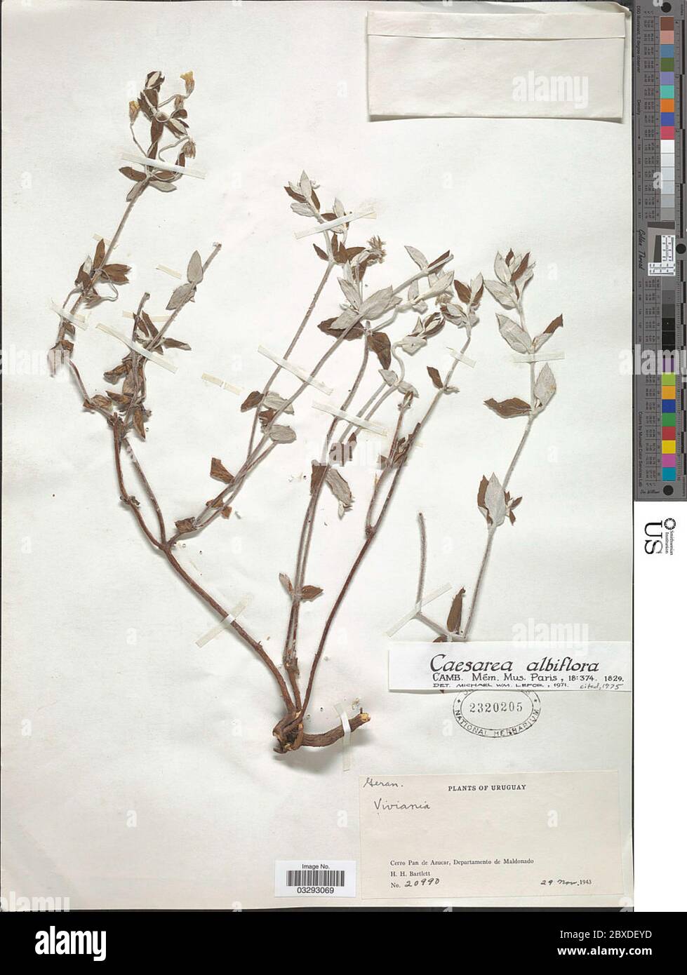 Caesarea albiflora Cambess Caesarea albiflora Cambess. Stock Photo