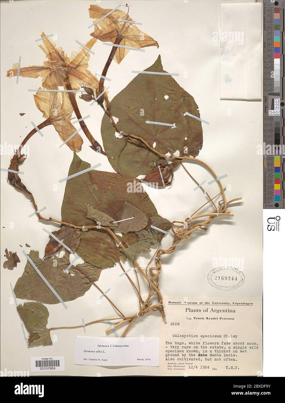 Ipomoea alba L Ipomoea alba L Stock Photo Alamy