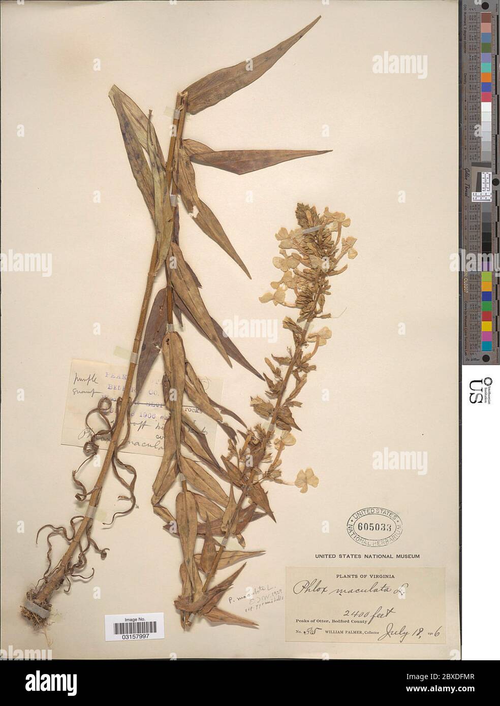 Phlox maculata subsp pyramidalis Sm Wherry Phlox maculata subsp pyramidalis Sm Wherry. Stock Photo