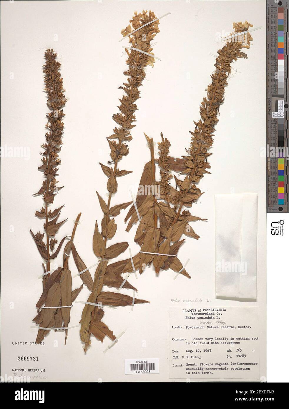 Phlox maculata L Phlox maculata L. Stock Photo