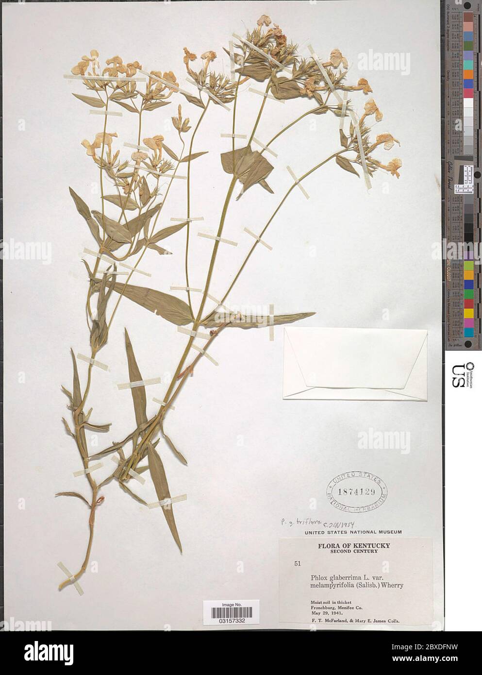 Phlox glaberrima subsp triflora Michx Wherry Phlox glaberrima subsp triflora Michx Wherry. Stock Photo