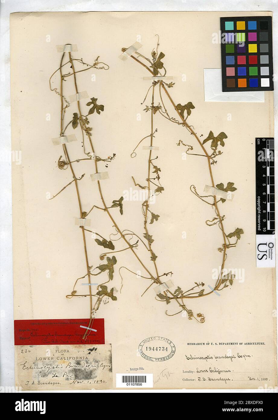 Vaseyanthus brandegeei Cogn Rose Vaseyanthus brandegeei Cogn Rose. Stock Photo