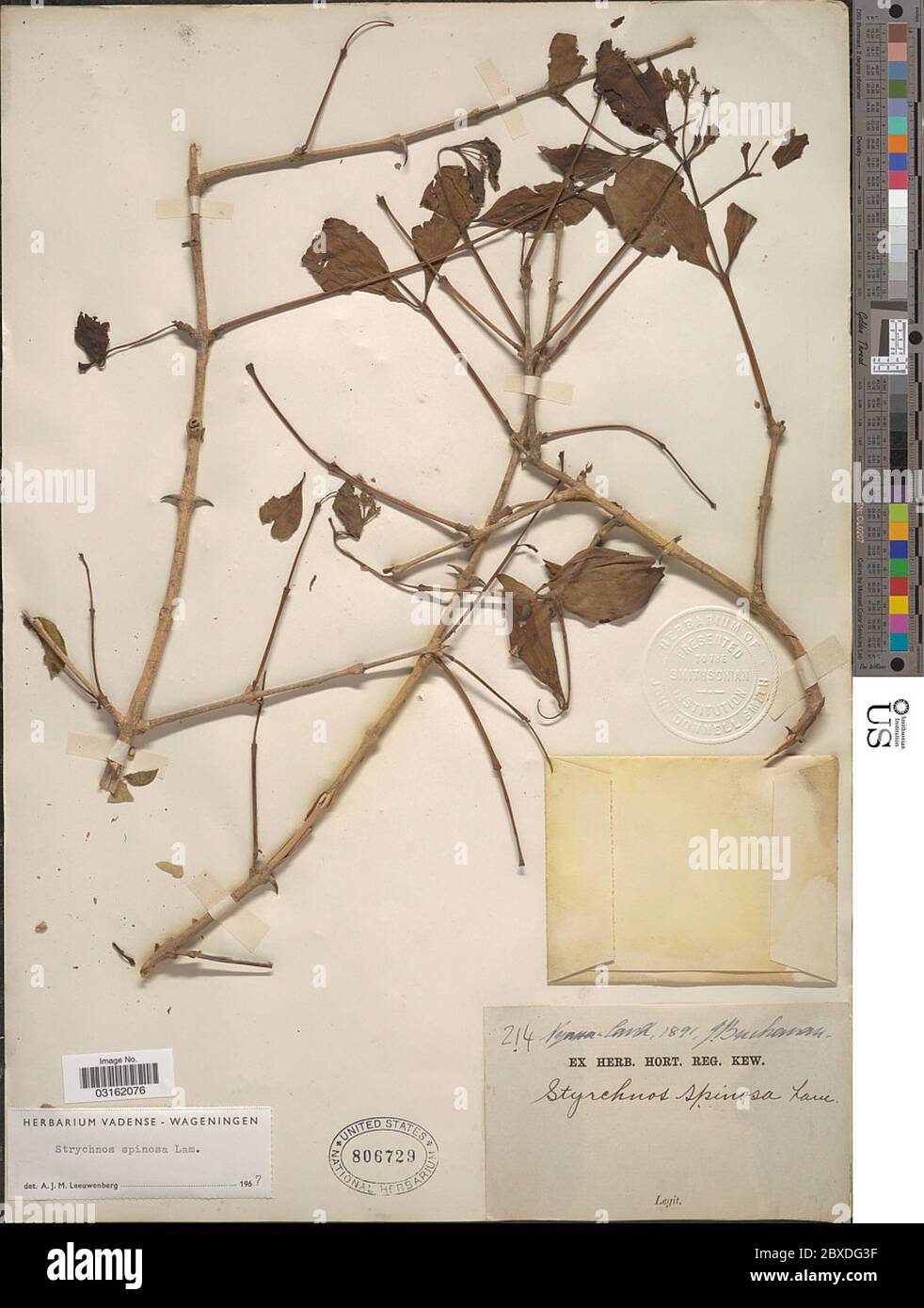 Strychnos spinosa Lam Strychnos spinosa Lam Stock Photo Alamy