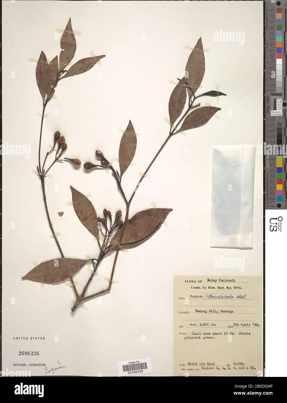 Fagraea lanceolata Fagraea lanceolata. Stock Photo
