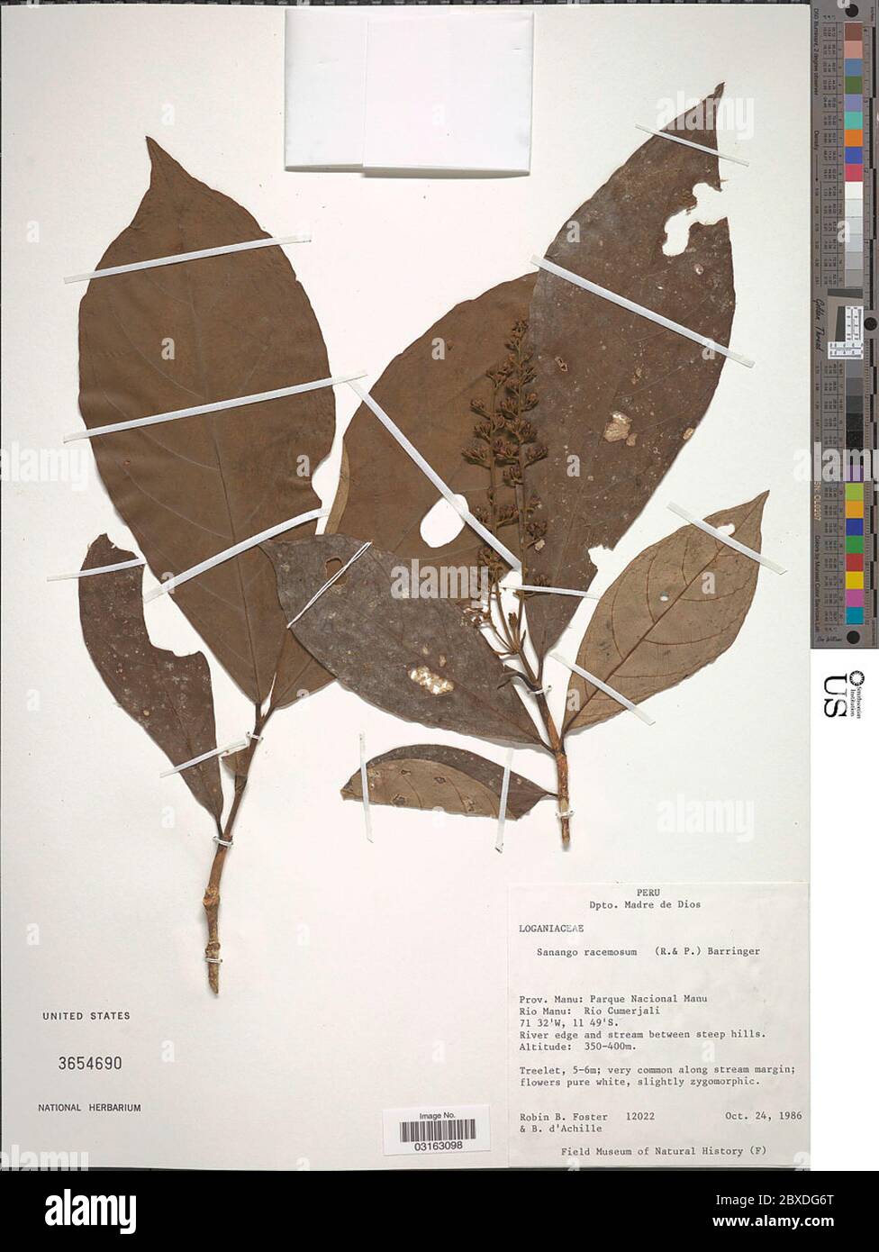 Sanango Racemosum Barringer family hi-res stock photography and images - Alamy