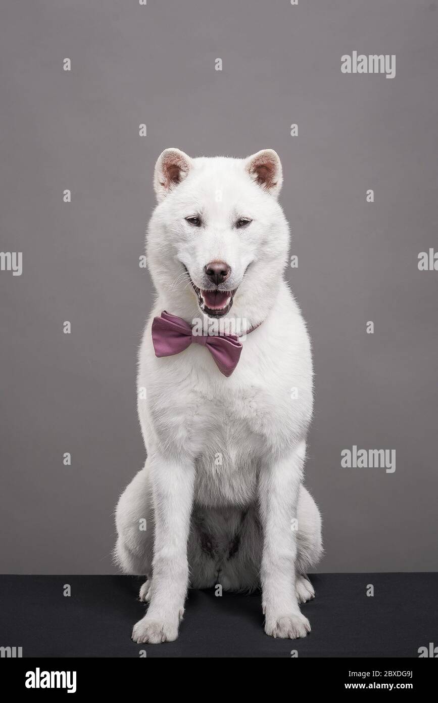 Kishu Inu white japanese beautiful dog middle size Stock Photo - Alamy