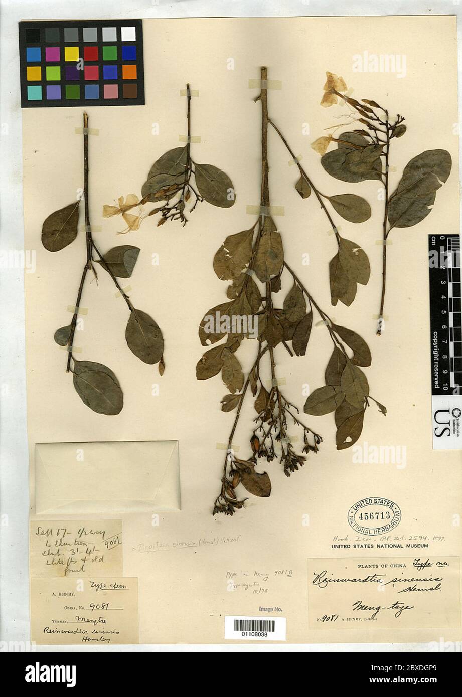 Reinwardtia sinensis Hemsl Reinwardtia sinensis Hemsl. Stock Photo