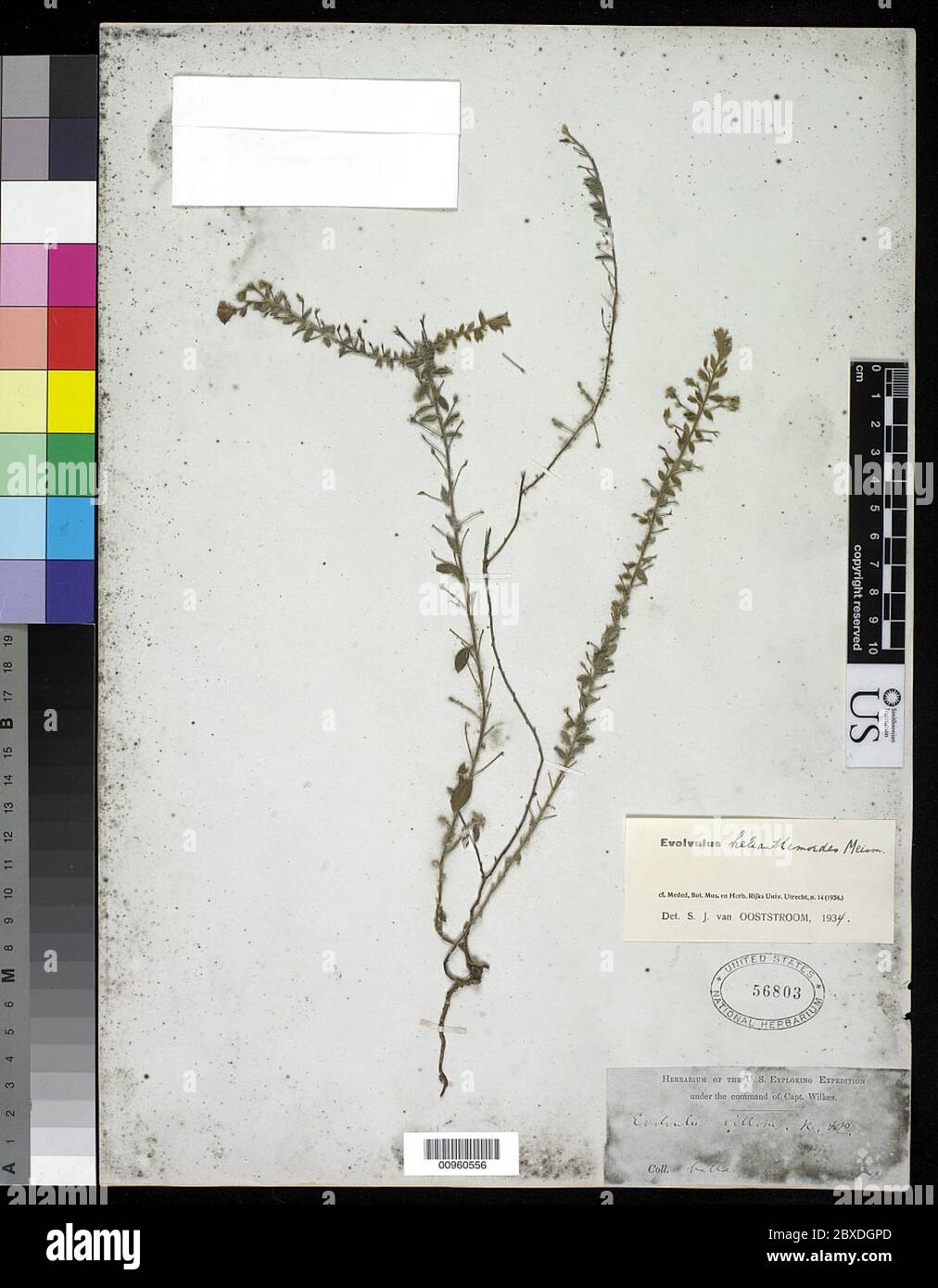 Evolvulus helianthemoides Meisn Evolvulus helianthemoides Meisn. Stock Photo