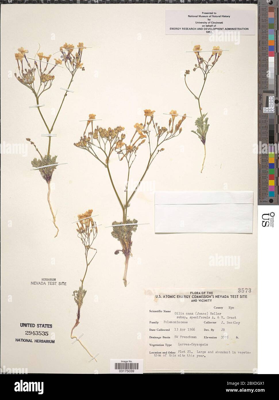 Gilia cana subsp speciformis AD Grant VE Grant Gilia cana subsp speciformis AD Grant VE Grant. Stock Photo