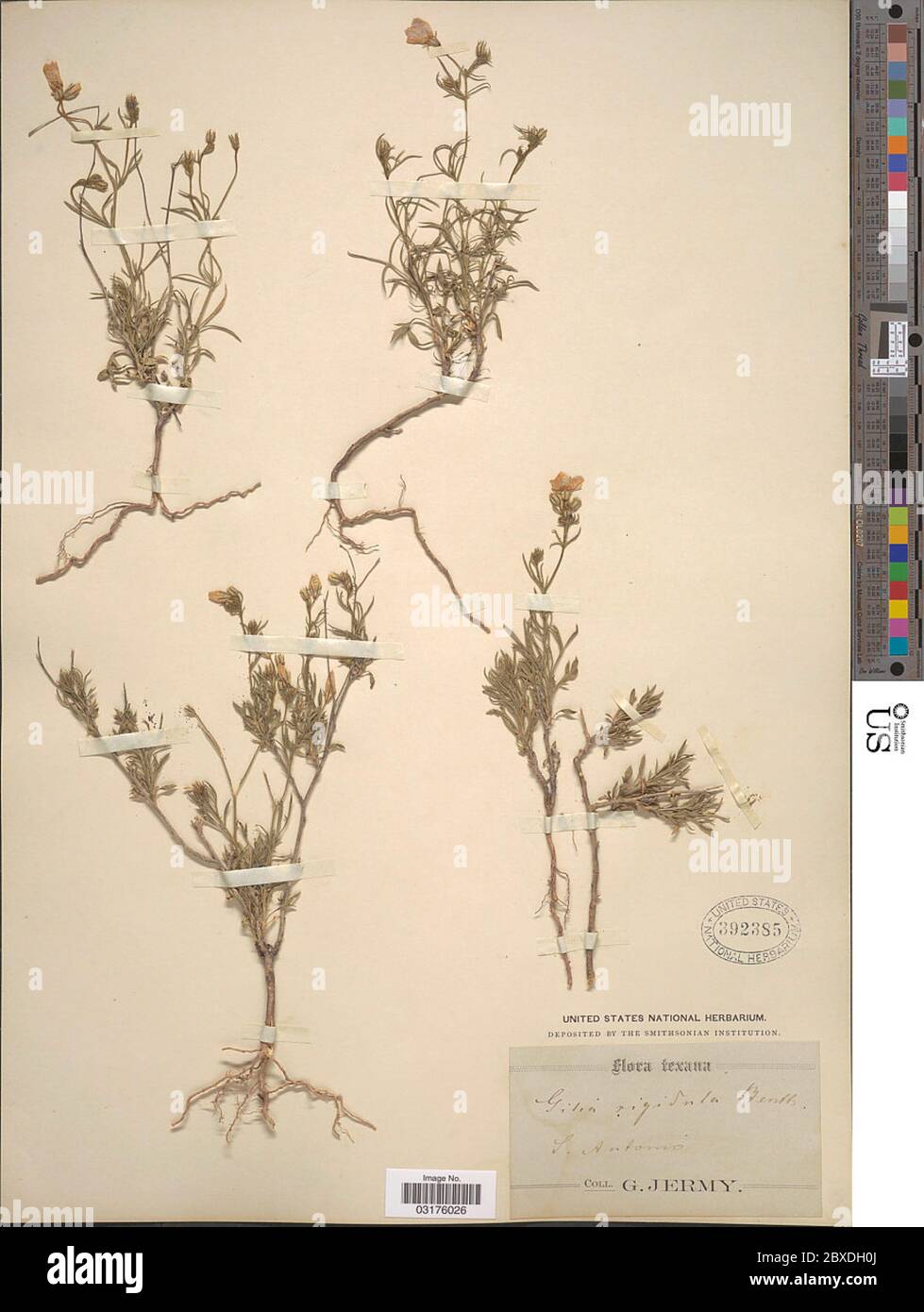 Gilia rigidula Benth Gilia rigidula Benth. Stock Photo
