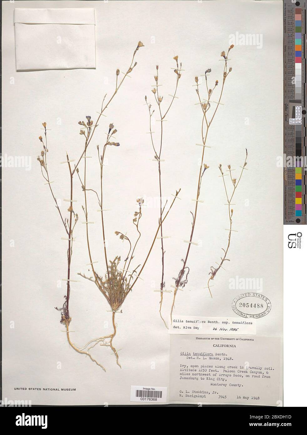 Gilia tenuiflora Gilia tenuiflora. Stock Photo