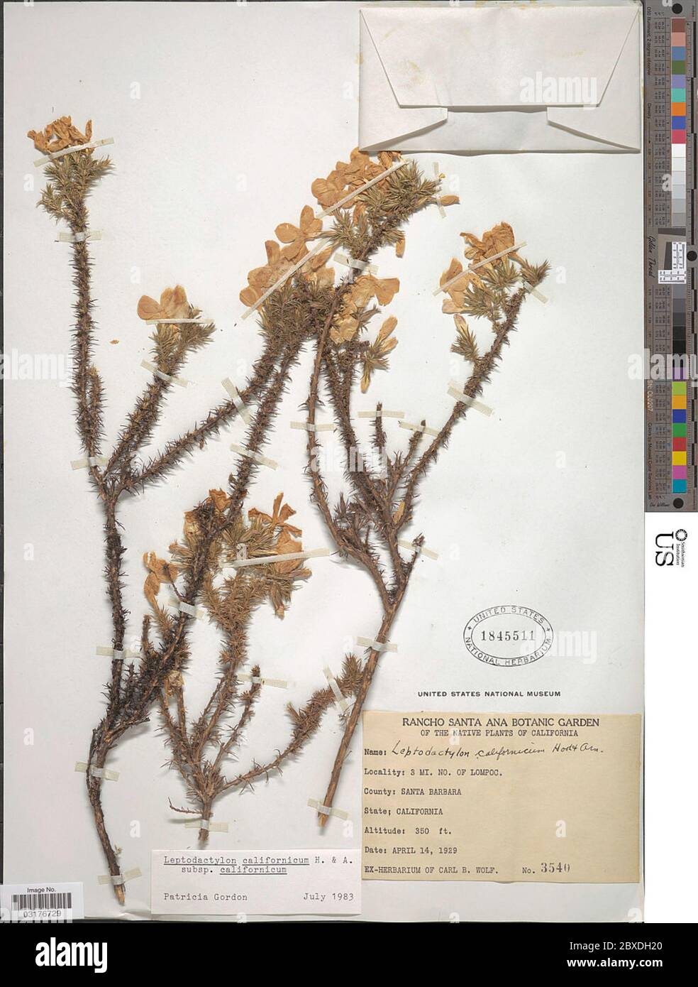 Leptodactylon californicum Hook Arn subsp californicum Leptodactylon californicum Hook Arn subsp californicum. Stock Photo