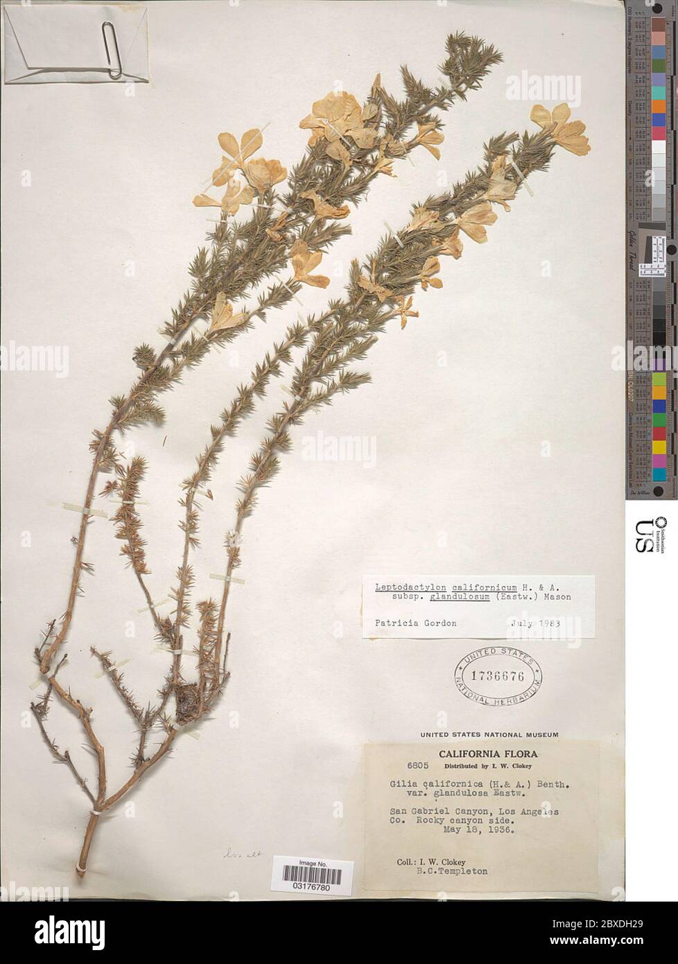 Leptodactylon californicum subsp glandulosum Hook Arn Leptodactylon californicum subsp glandulosum Hook Arn. Stock Photo