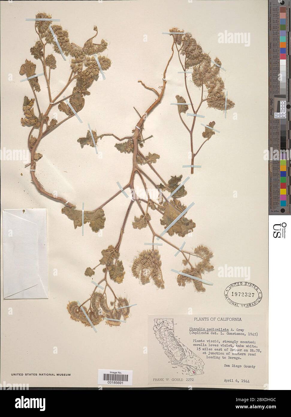 Phacelia pedicellata A Gray Phacelia pedicellata A Gray. Stock Photo