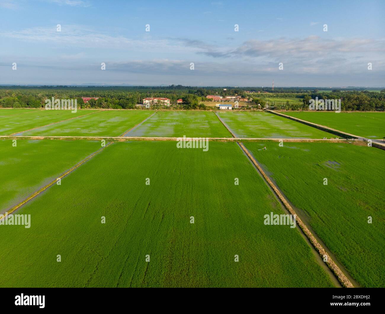 Aerial view of green paddy field agriculture at Malaysia Stock Photo ...