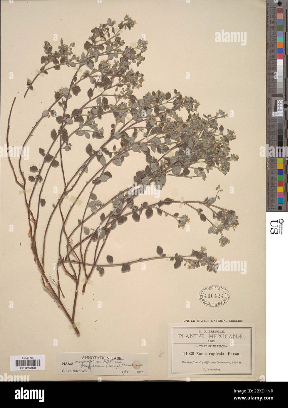 Nama origanifolium Kunth Nama origanifolium Kunth. Stock Photo