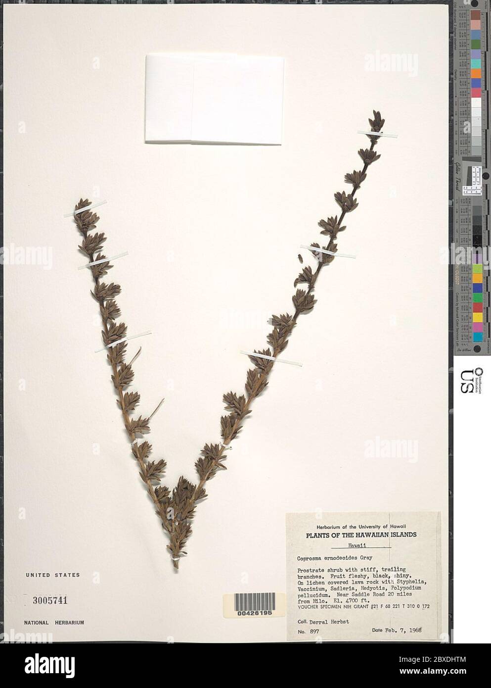 Coprosma ernodeoides A Gray Coprosma ernodeoides A Gray. Stock Photo