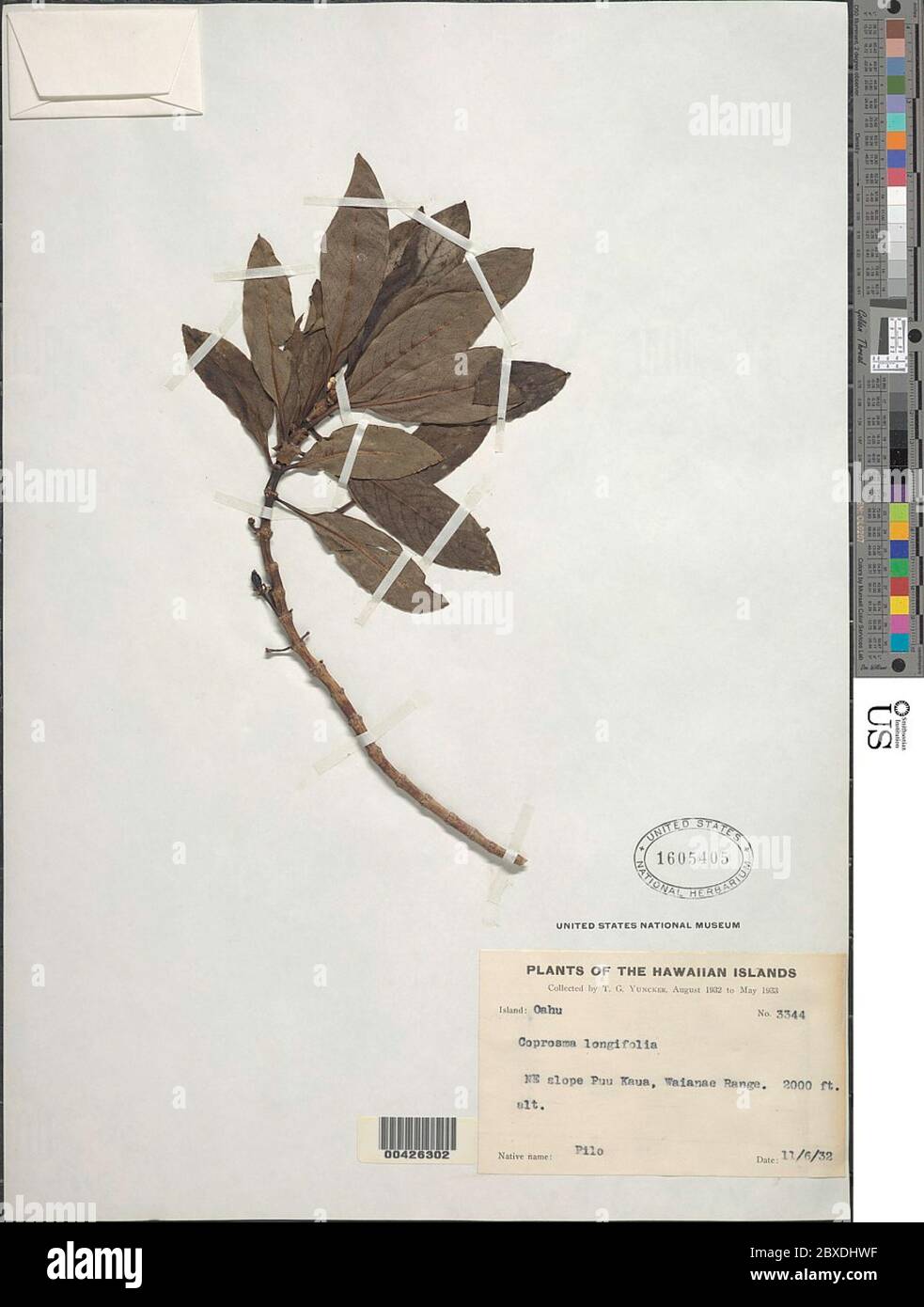 Coprosma longifolia A Gray Coprosma longifolia A Gray. Stock Photo