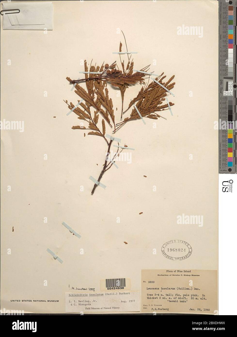 Piptadenia hi-res stock photography and images - Alamy