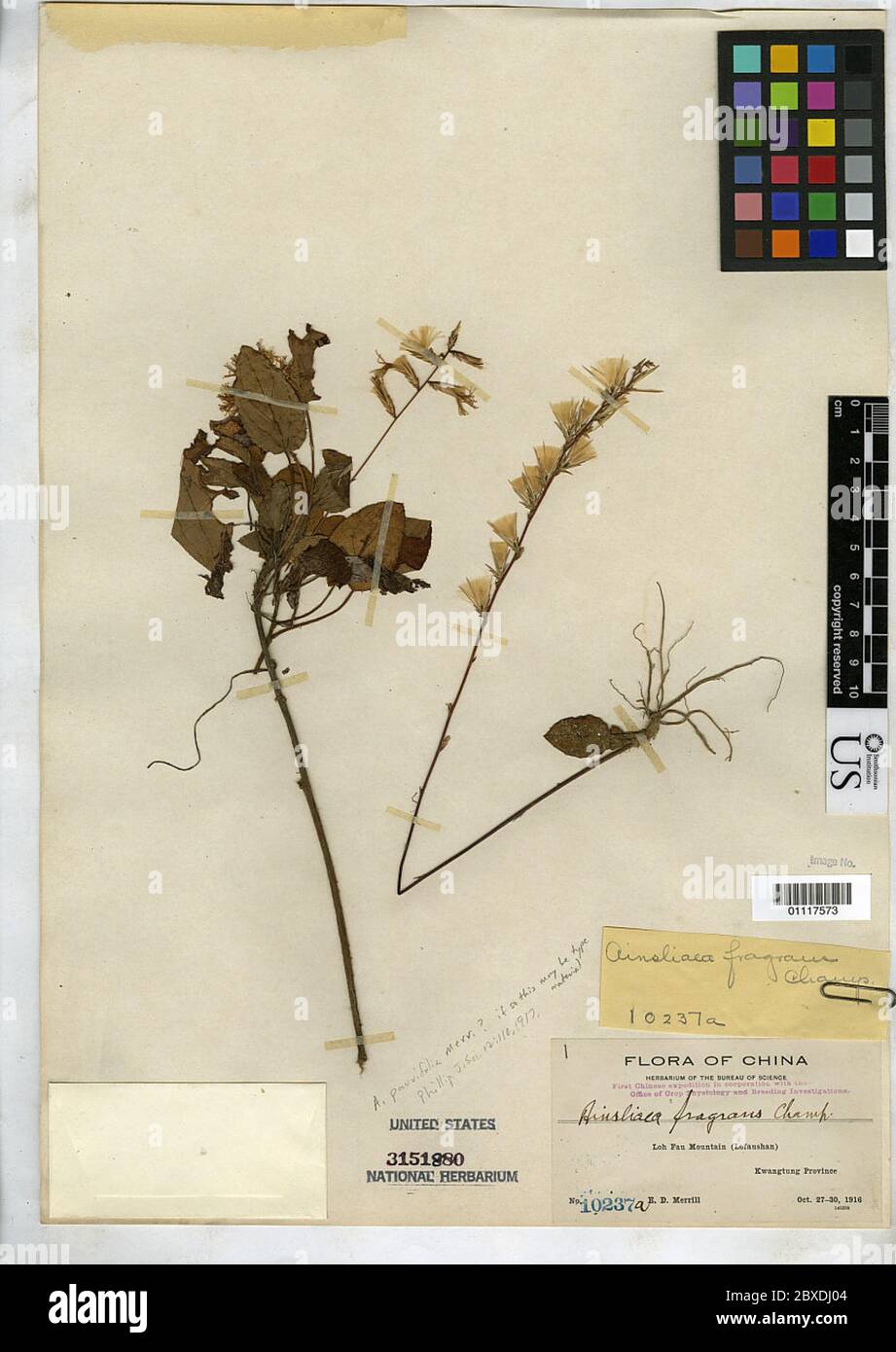 Ainsliaea parvifolia Merr Ainsliaea parvifolia Merr. Stock Photo
