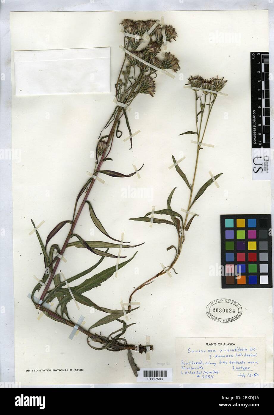 Saussurea angustifolia f ramosa Jordal Saussurea angustifolia f ramosa Jordal. Stock Photo