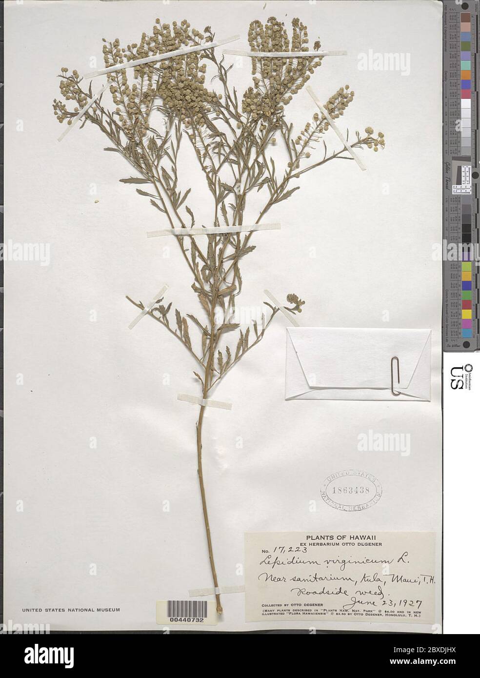 Lepidium virginicum L Lepidium virginicum L. Stock Photo