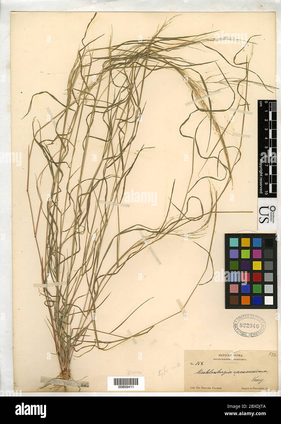 Muhlenbergia ramosissima Vasey Muhlenbergia ramosissima Vasey. Stock Photo