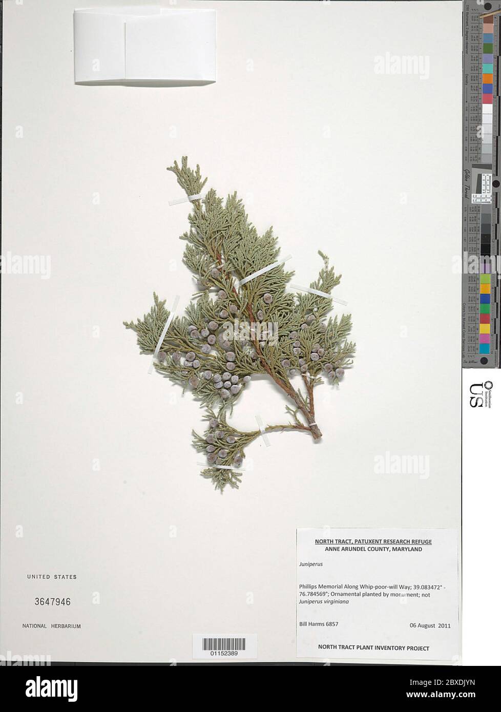 Juniperus sp Juniperus sp. Stock Photo