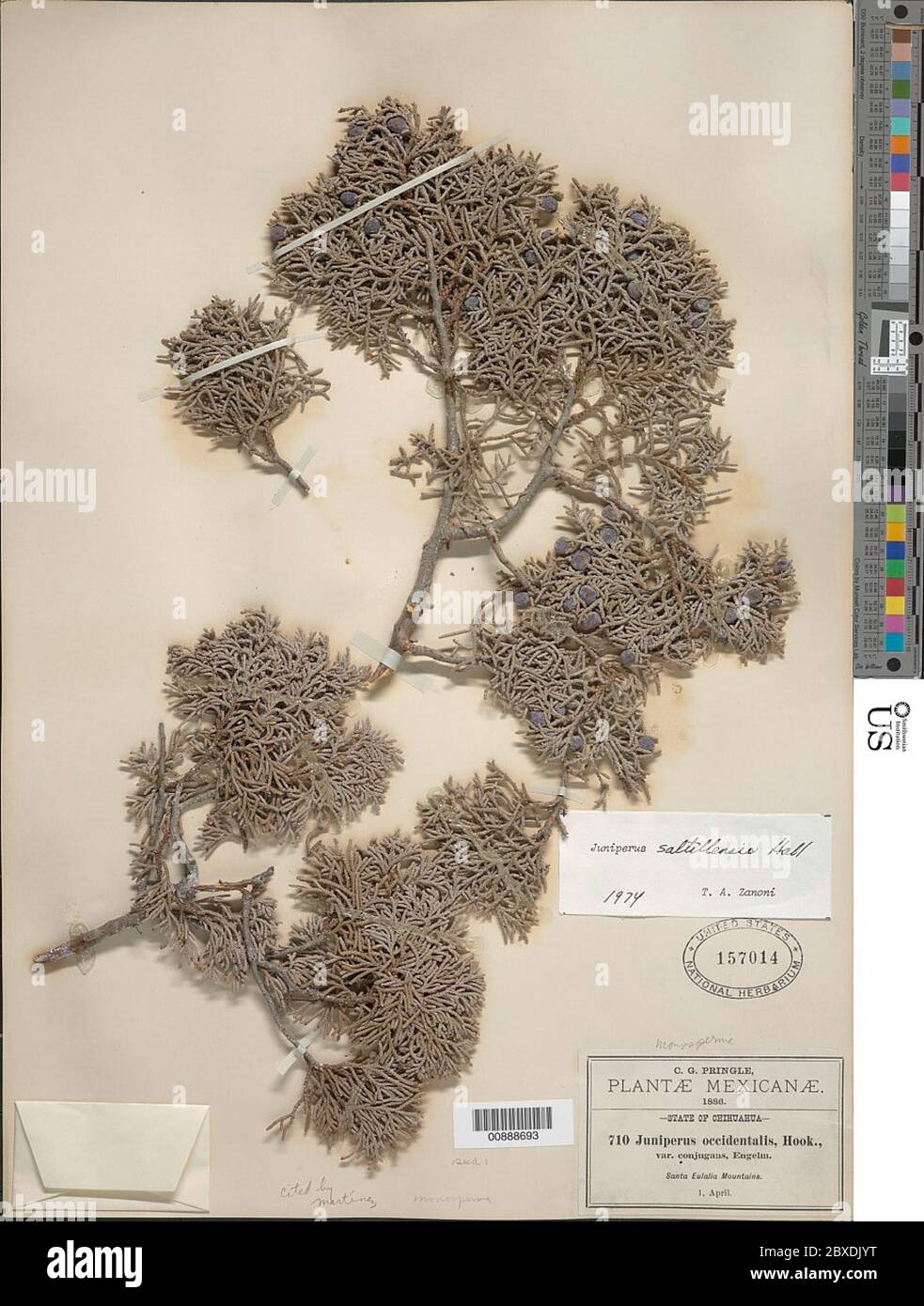 Juniperus saltillensis MT Hall Juniperus saltillensis MT Hall Stock