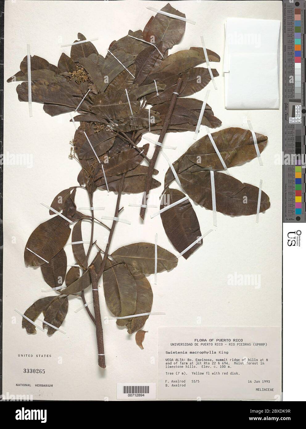 Swietenia macrophylla King Swietenia macrophylla King Stock Photo Alamy